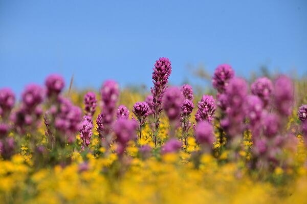 Цветы на территории Национального памятника равнины Карризо в Калифорнии. - Sputnik Узбекистан