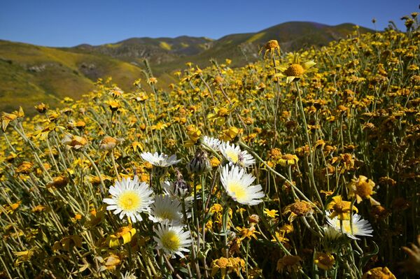 Цветы на территории Национального памятника равнины Карризо в Калифорнии. - Sputnik Узбекистан