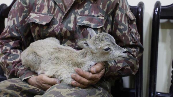 В Сурханском заповеднике был изъят из рук браконьеров детеныш Бухарского горного барана. - Sputnik Узбекистан