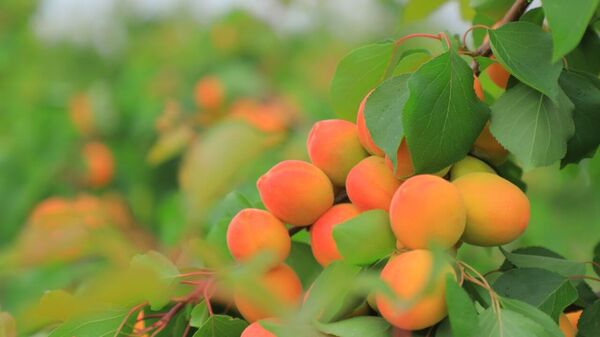 В Намангане начался экспорт абрикосов - Sputnik Ўзбекистон