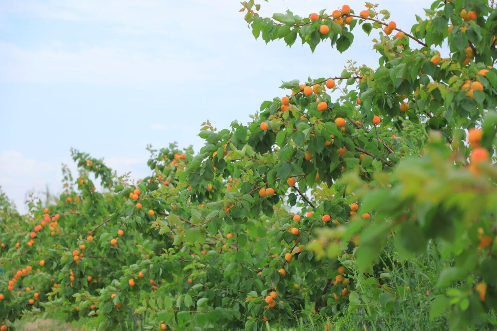 В Намангане начался экспорт абрикосов - Sputnik Узбекистан, 1920, 04.05.2023