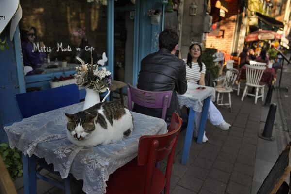 Кошка спит на столе возле кафе в Турции.  - Sputnik Узбекистан