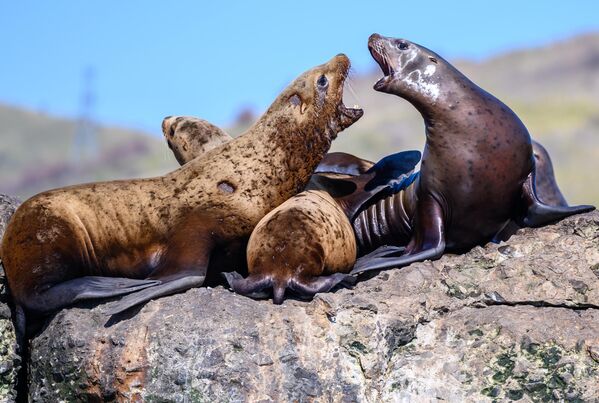 Ушастые тюлени— сивучи расположились на брекватере в акватории Невельского порта, Россия - Sputnik Узбекистан