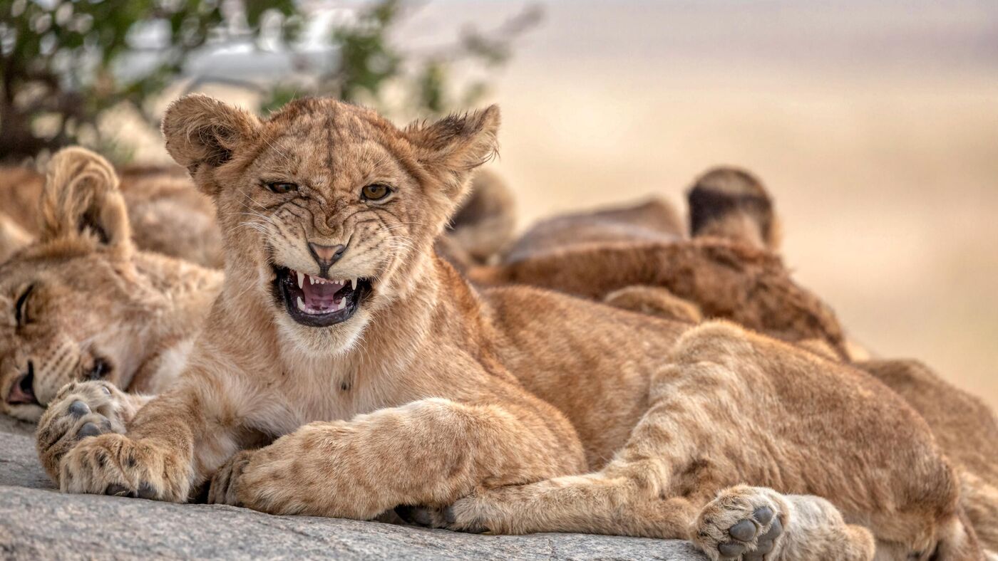 Seks porno video: ogil onamni sikadi