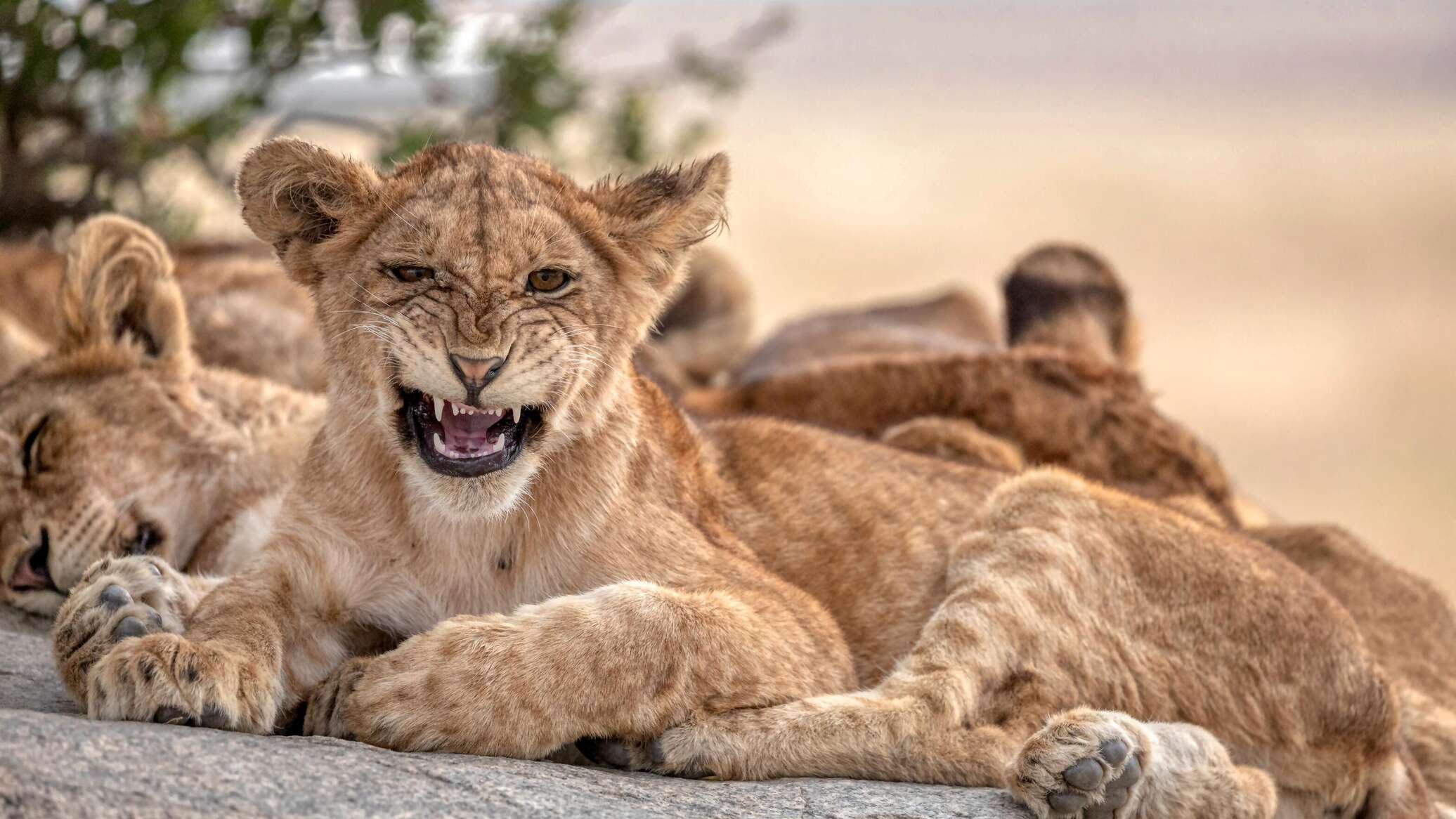 Yovvoyi Hayvonlar Rasmlari Yo'qolib Ketayotgan Yirqich — Qor
