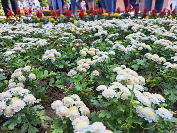 Фестиваль цветов в Намангане - Sputnik Узбекистан