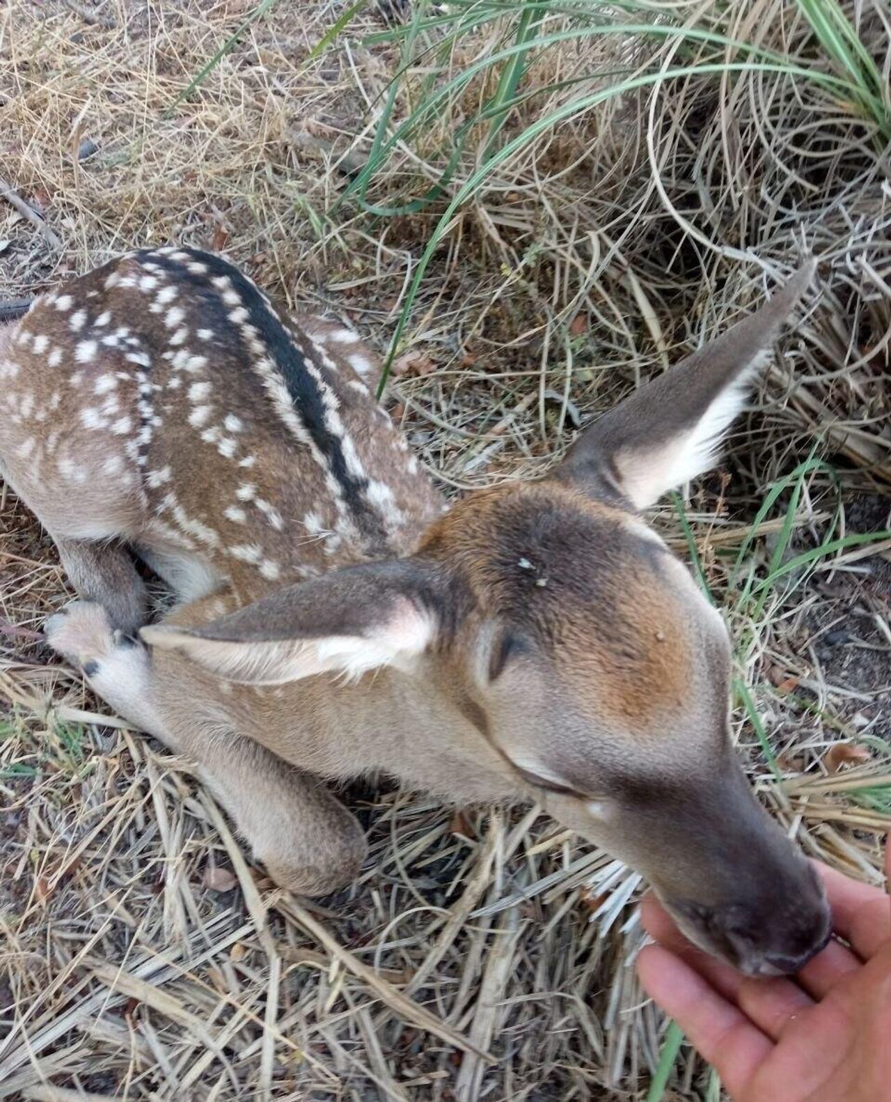 Траннилер өздерін сорып жатыр