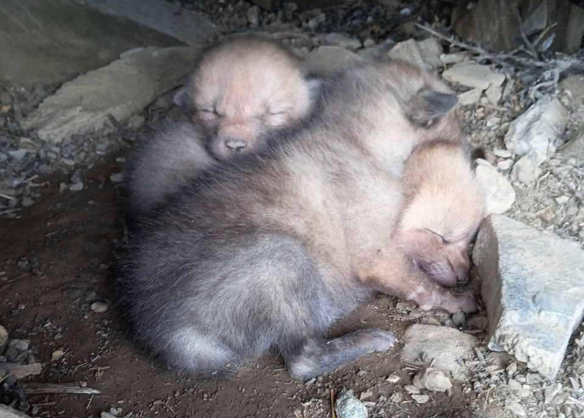  В Зааминском национальном природном парке родились три  волчонка - Sputnik Узбекистан, 1920, 27.05.2023
