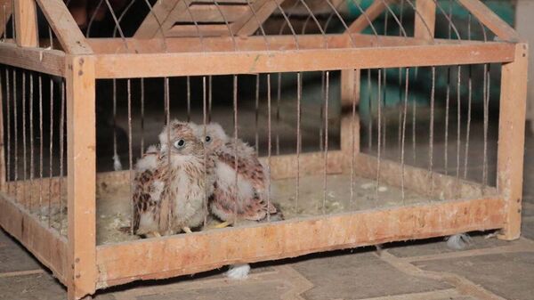 В Ташкенте пытались незаконно продать краснокнижных птиц - Sputnik Узбекистан