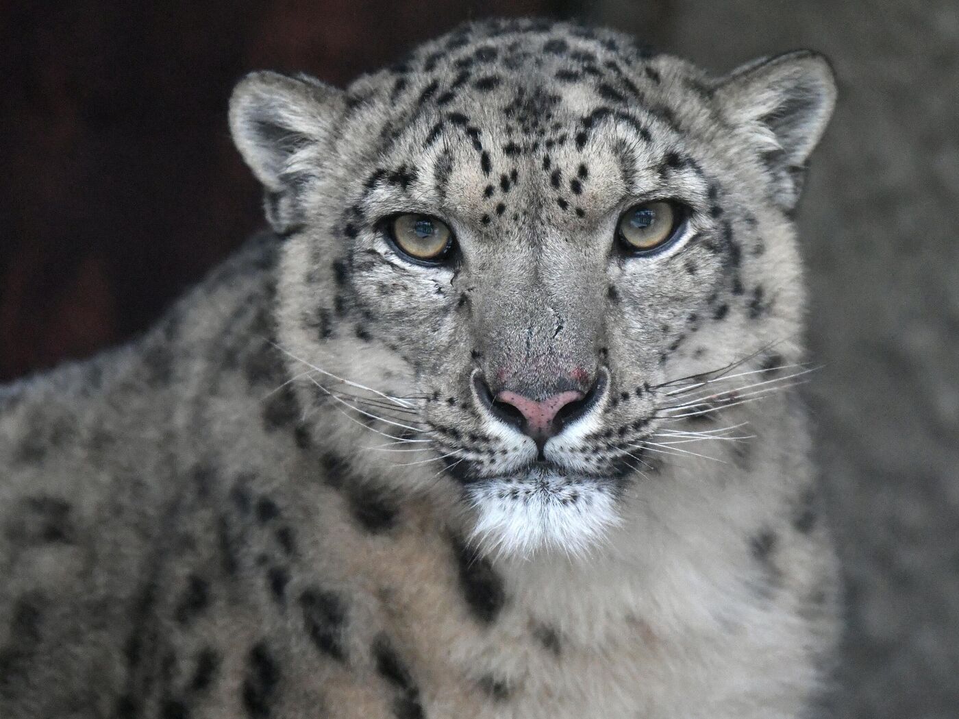 Tajribasiz rusni sikib oladi