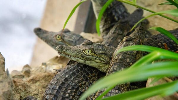 Детеныши нильских крокодилов из Ташкентского зоопарка. - Sputnik Узбекистан