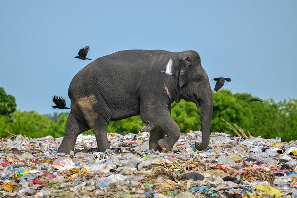 Shri-Lankaning sharqiy Ampara tumanidagi chiqindixonada yovvoyi fil plastik chiqindilari bilan oziqlanmoqda. - Sputnik O‘zbekiston