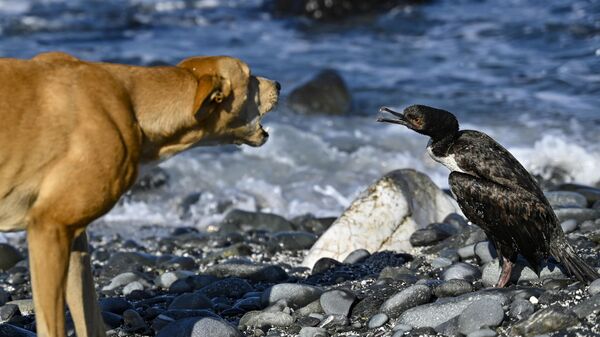 Собака лает на птицу на пляже Чорос в Кокимбо, Чили - Sputnik Ўзбекистон