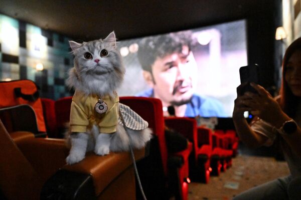Кошка рассматривает места в кинозале.  - Sputnik Узбекистан
