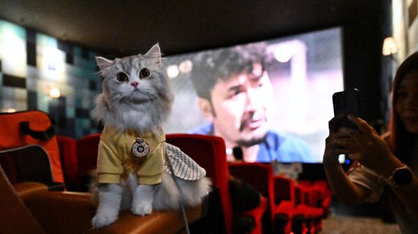 Кошка на открытии кинотеатра i-Tail в ТЦ Mega Bangna в Самут-Пракане, в котором разрешен просмотр с домашними животными - Sputnik Узбекистан
