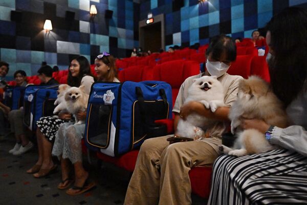 Проект создан сетью кинотеатров Major Cineplex совместно с компанией &quot;i-Tail&quot;, производящей корм для животных. - Sputnik Узбекистан