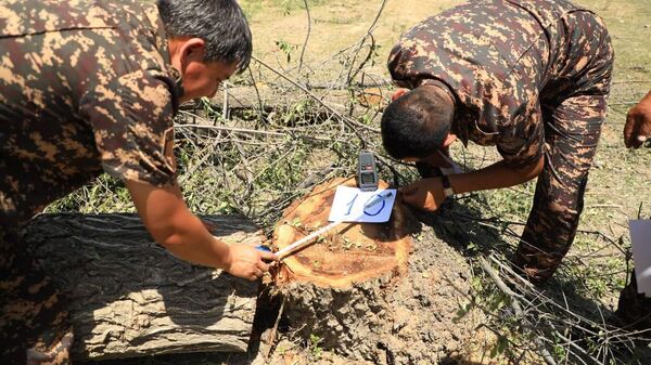 вырубка деревьев  - Sputnik Узбекистан
