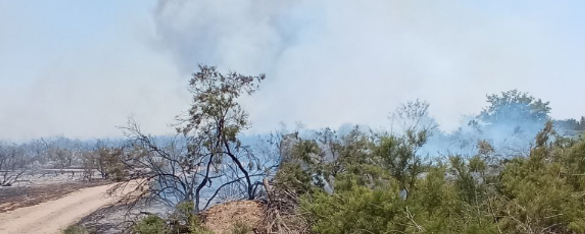 O‘rmon yong‘ini, arxiv surat.  - Sputnik O‘zbekiston, 1920, 04.07.2025