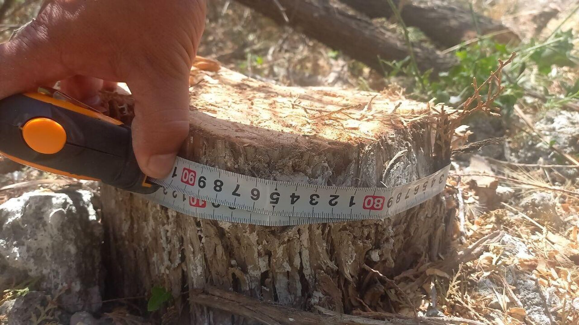 Житель Сырдарьинской области незаконно срубил три хвойных дерева - Sputnik Узбекистан, 1920, 07.07.2023