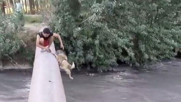 В Самарканде приняли меры в отношении мальчиков, бросивших собаку в воду и снявших это на видео - Sputnik Узбекистан