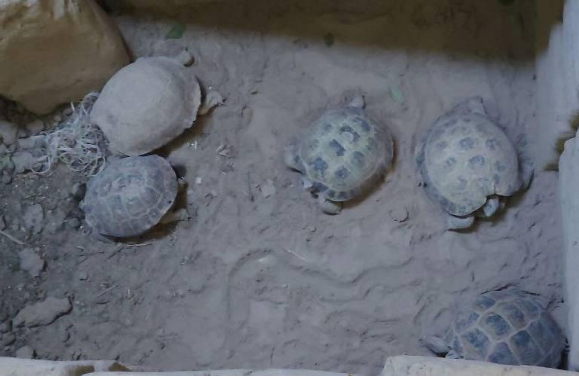 Житель Кашкадарьи незаконно содержал в своем доме 9 серых варанов и 5 среднеазиатских черепах - Sputnik Узбекистан, 1920, 13.07.2023