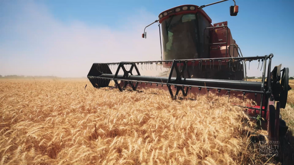 Сбор урожая зерна. Иллюстративное фото - Sputnik Узбекистан