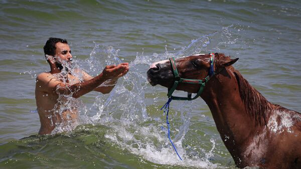 Мужчина обливает лошадь морской водой жарким летним днем в городе Газа - Sputnik Узбекистан