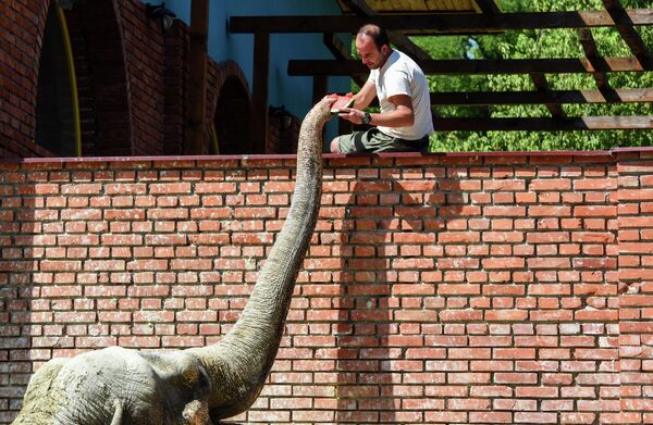 Слон ест арбуз в зоопарке Скопье, в Северной Македонии. Но замороженные фрукты в меню — не единственный способ помочь в жаркие дни слонам. Смотрители зоопарка устраивают им освежающий душ из пожарного шланга. - Sputnik Узбекистан
