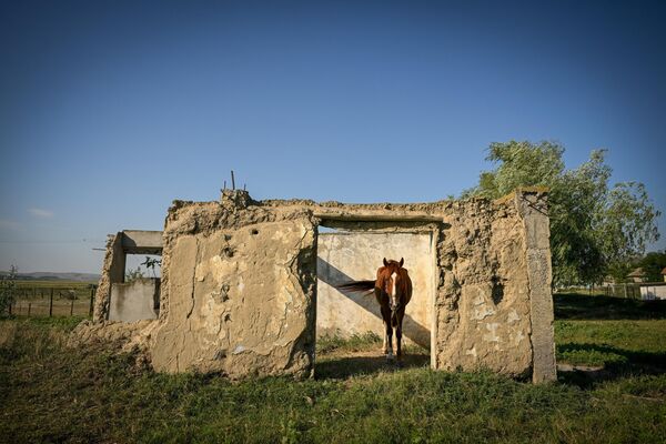 Лошадь укрывается от солнца в заброшенном доме в деревне Добруджа на юго-востоке Румынии. Лошади — теплокровные животные, поэтому они легче переносят холодную погоду. А в жару, как и люди, они могут получить ожоги, если слишком долго будут находиться на солнце. Особенно восприимчивы к воздействию солнечных лучей животные белого и серого окраса. - Sputnik Узбекистан
