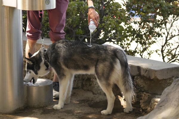 Пока собака северной породы, которая тяжело переносит жару, пьет из общественного фонтана в Лос-Анджелесе, США, ее владелец смачивает ей шерсть водой из бутылки. - Sputnik Узбекистан