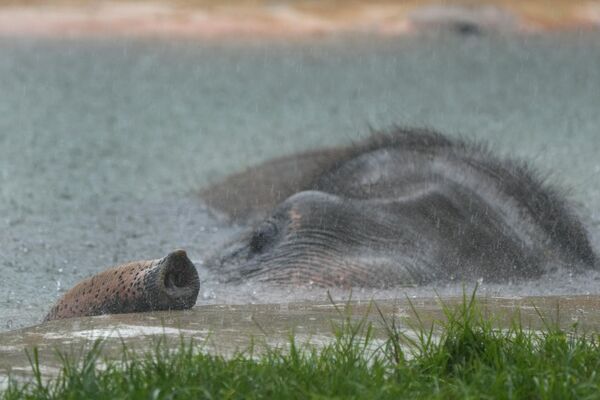  Азиатский слон держит хобот над водой, наслаждаясь купанием в жаркий день в зоопарке Майами. Слоны отлично плавают. Известен случай, когда в 1906 году старый слон, развлекавший публику в парке острова, расположенного к югу от Нью-Йорка, решил сбежать на волю и переплыл пролив шириной 70 км. - Sputnik Узбекистан