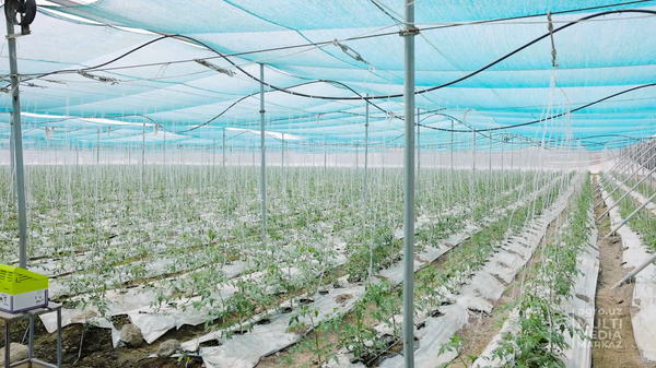 В Фергане используют новую технологию для выращивания урожая в жару - Sputnik Узбекистан
