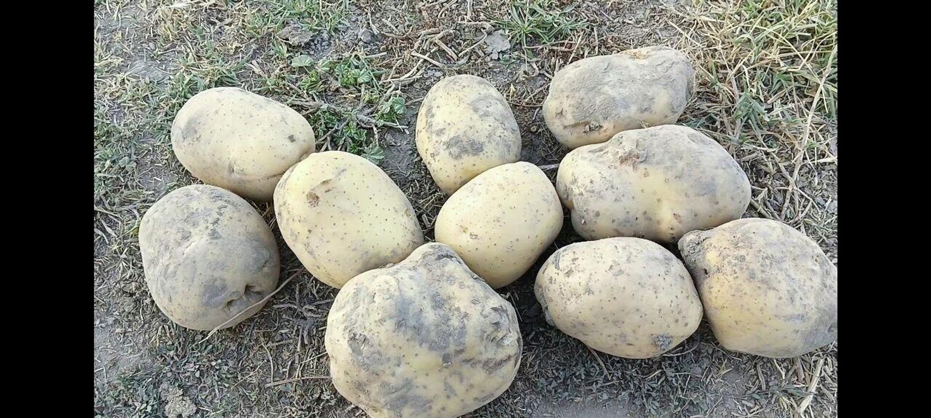 Лучший урожай картофеля за много лет получили в Самаркандской области - Sputnik Ўзбекистон, 1920, 27.07.2023