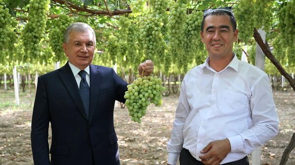 Шавкат Мирзиёев посетил виноградную плантацию  в Ферганской области - Sputnik Узбекистан