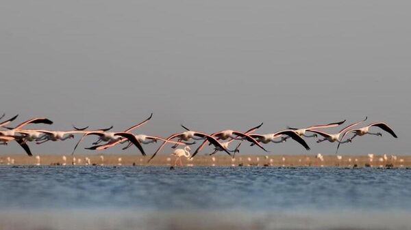 Sudoche ko‘lda noyob flamingo galasi tasvirga olindi  - Sputnik O‘zbekiston