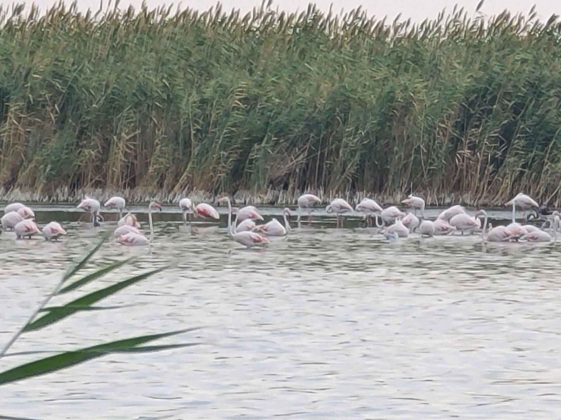 Na ozere Sudochye-Akpetki bila sfotografirovana staya redkix flamingo - Sputnik O‘zbekiston, 1920, 03.08.2023