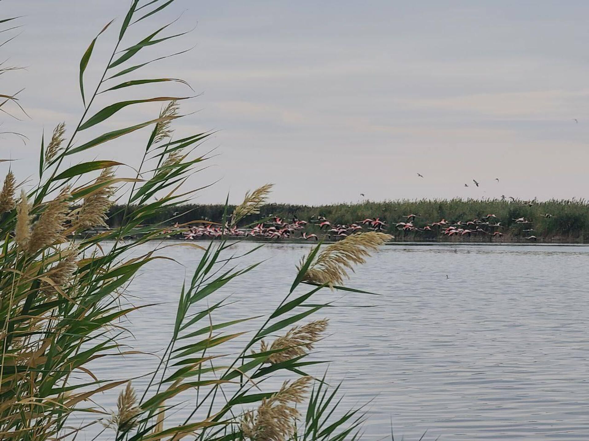 На озере Судочье-Акпетки была сфотографирована стая редких фламинго - Sputnik Ўзбекистон, 1920, 03.08.2023