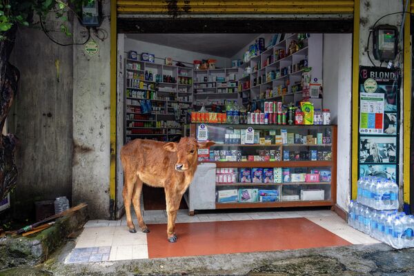 Теленок пережидает дождь в аптеке в Индии. - Sputnik Узбекистан