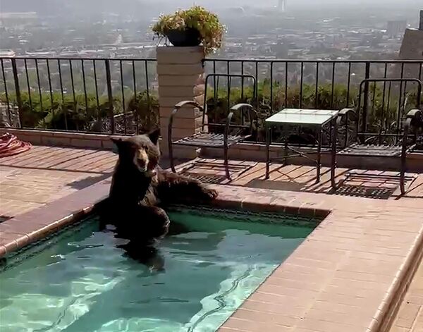 Дикий медведь забрался во двор частного дома в городе Бёрбанк в Калифорнии, США, и наслаждается джакузи. - Sputnik Узбекистан