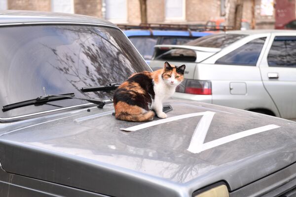 Кошка на капоте автомобиля в Мариуполе - Sputnik Узбекистан