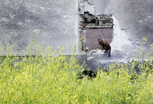 Уличный кот сидит на бетонном заборе, частично разрушенном в результате обстрела со стороны ВСУ в Донецке - Sputnik Узбекистан