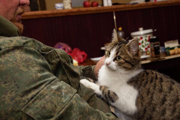 Кошка в расположении добровольческого отряда Крым в Запорожской области - Sputnik Узбекистан