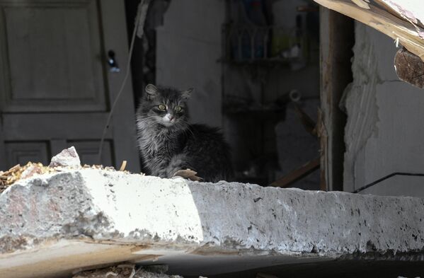 Котенок в разрушенном доме на одной из улиц в Мариуполе - Sputnik Узбекистан