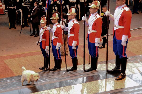 Собака взбирается по лестнице мимо почетного караула во время инаугурации президента Парагвая Сантьяго Пеки. - Sputnik Узбекистан