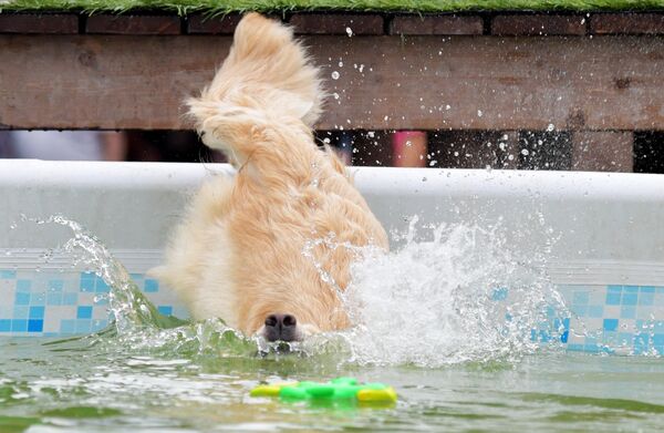 Собака прыгает в бассейн за игрушкой на фестивале домашних любимцев Petshop Days в Приморском парке Победы в Санкт-Петербурге - Sputnik Узбекистан