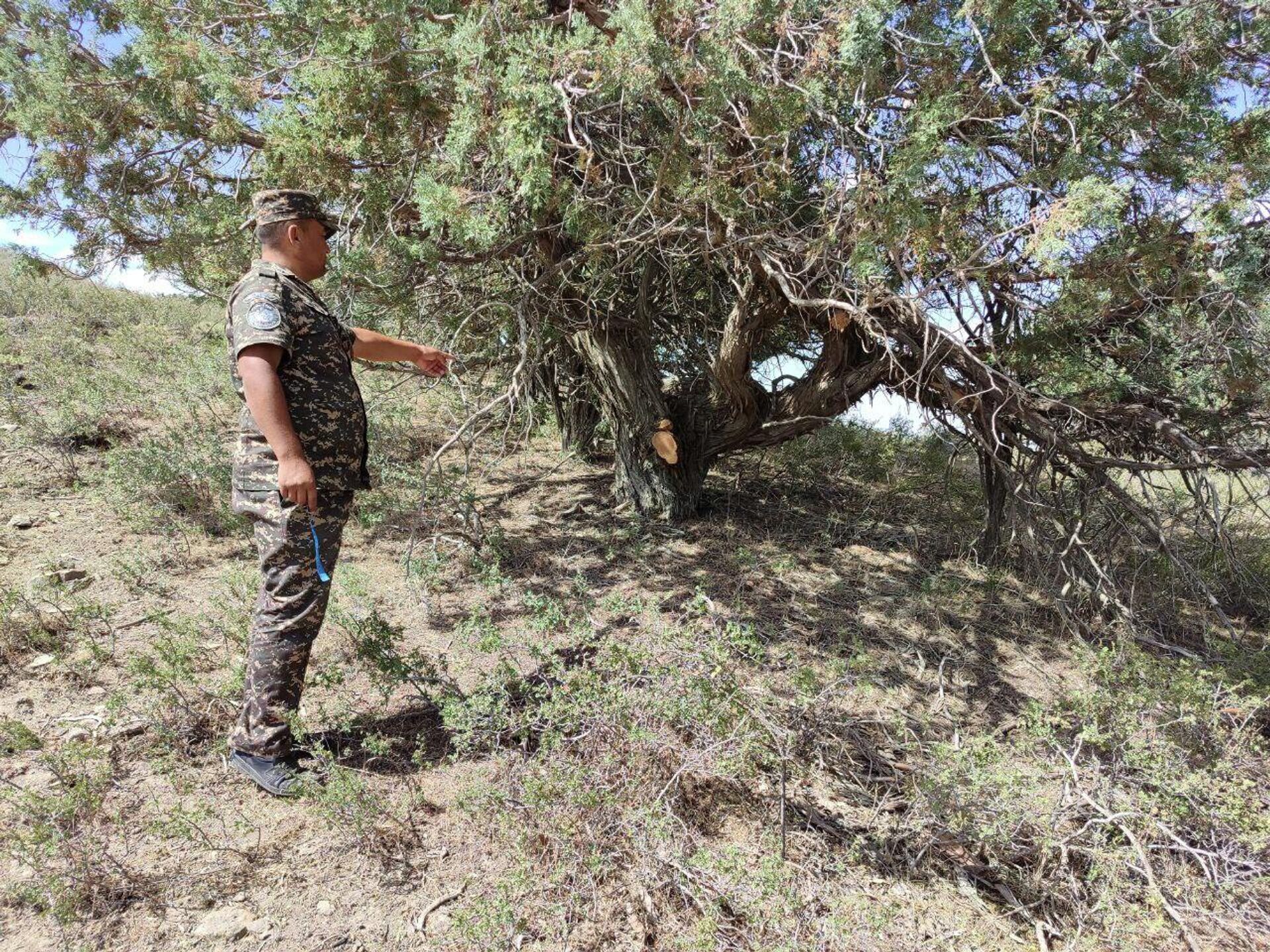 В Кашкадарьинской области повредили 17 хвойных деревьев - Sputnik Узбекистан, 1920, 22.08.2023