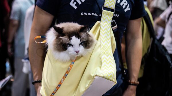 Люди посещают выставку кошек в Hong Kong Convention and Exhibition Centre, Китай  - Sputnik Узбекистан