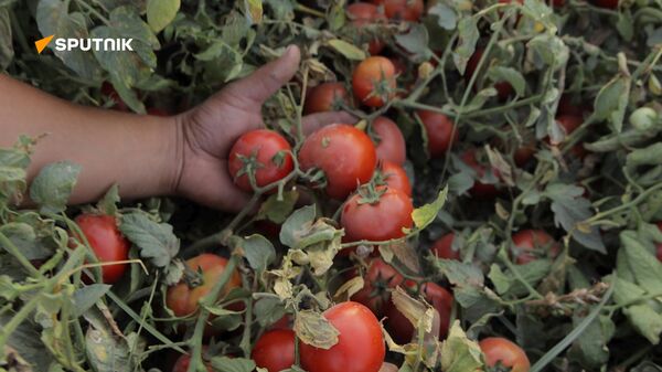 Специалист рассказал о самом сладком сорте помидоров в Узбекистане. - Sputnik Узбекистан