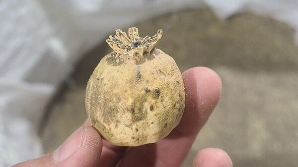 В Ташкентском аэропорту пресекли ввоз 8, 5 тонн наркотиков - Sputnik Ўзбекистон