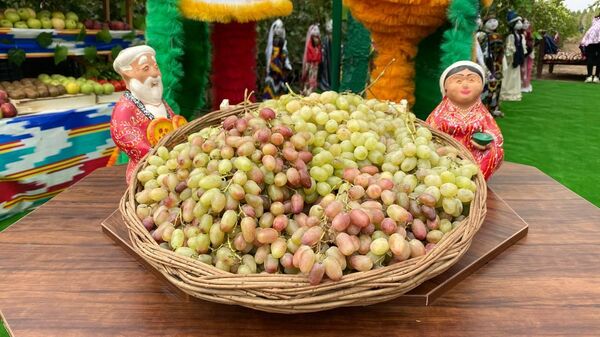 В этом сезоне в Ташкентской области планируют собрать около 115 тыс. тонн винограда - Sputnik Узбекистан